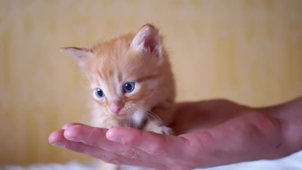 Hombre sosteniendo, acariciando un gatito pequeño y esponjoso de jengibre en las palmas. De cerca. — Vídeos de Stock