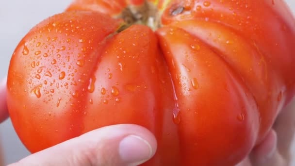Kvinnliga händer roterar en genetiskt modifierad stor röd, mogen tomat. Närbild — Stockvideo
