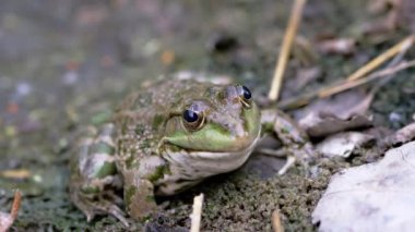 Büyük Yeşil Benekli Reed Kurbağası Islak Kum Bekleme Avında Oturuyor. Yakınlaştır. Kapat.
