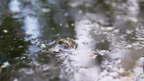 Grenouille commune verte camouflée se trouve au-dessus de l'eau de surface dans le potamot dans un étang. 4K — Video