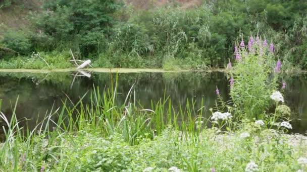 Groene riet, Weidebloemen groeien tegen de achtergrond van een kalme rivier, moeras — Stockvideo