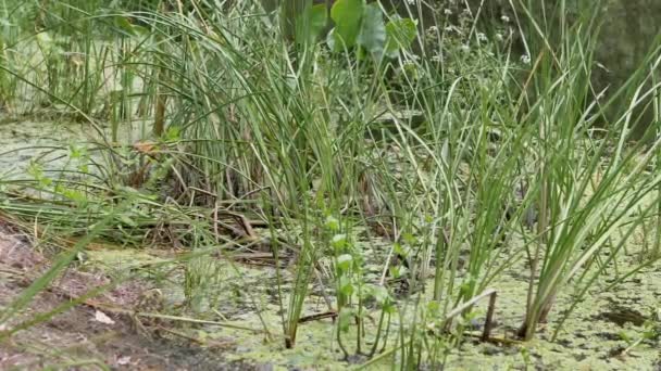 Aşırı gelişmiş, Çiçekli Bataklık, Yeşil Su Çayırı bitkilerinin olduğu bir nehir, Sazlıklar. 4K — Stok video