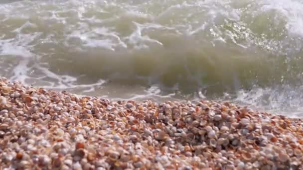 Sea Wave with Foams Rolls onto the Sandy Shore from Shells. Close up. Zoom — Stock Video