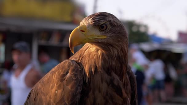 Egy ragadozó Steppe Eagle éles szemmel néz körül az emberek között. 4K. Közelről. — Stock videók