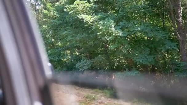 Вид из открытого окна автомобиля на зеленый плотный лиственный лес. Медленное движение — стоковое видео