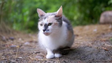 Uykusuz Evsiz Üç Renkli Kedi Bulanık Orman Arkaplanda Kuru Çimlerde Oturur