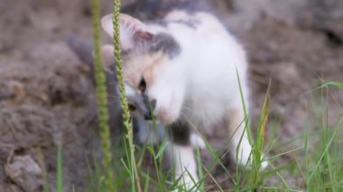 Evsiz Üç Renkli Kedi Sulu Yeşil Şifalı Bitki Yeme Bahçesi. Kapat.