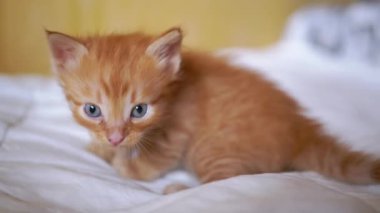 Küçük bir Yeni Doğmuş Fluffy Ginger Kedi Yavrusu Yatakta Yürür, Etrafa Bakar. Kapat.