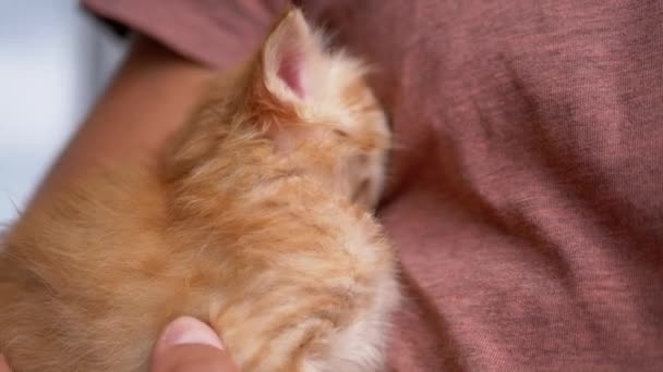 Un hombre desconocido sostiene un pequeño gatito de jengibre esponjoso en brazos. Movimiento lento — Vídeos de Stock