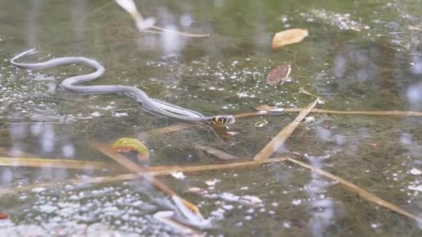 成長の著しいプールで黄色の耳が泳ぐ非毒ヘビ、獲物を探しています — ストック動画