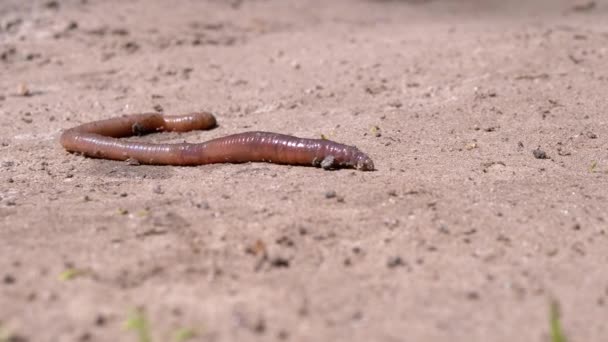 Il verme terrestre striscia sulla sabbia bagnata nei raggi del sole. Chiudete. 4K — Video Stock