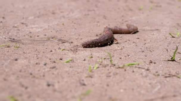 Earthworm Crawls on Wet Sand in Rays the Sunlight. Fecha. 4K — Vídeo de Stock