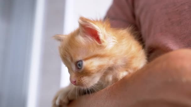 Un hombre desconocido sostiene un pequeño gatito de jengibre esponjoso en brazos. 4K. De cerca. — Vídeos de Stock