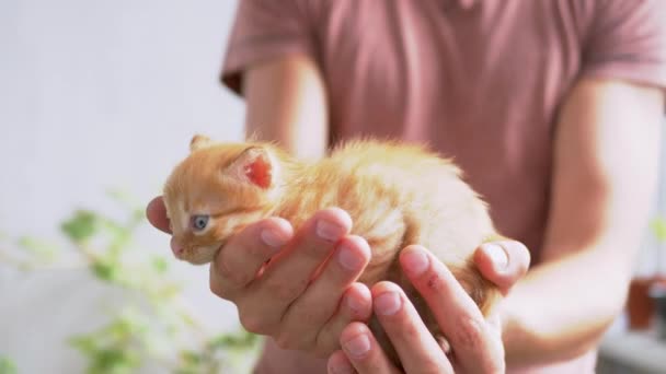 Masculino segura um pequeno gatinho de gengibre fofo em braços, esticando palmas para a luz solar — Vídeo de Stock