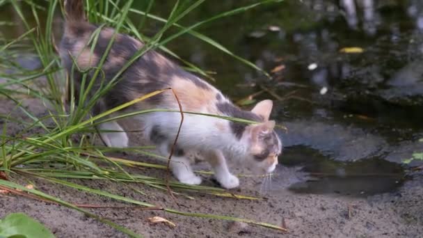 Um gato tricolor faminto sem-teto caça perto da margem do rio. — Vídeo de Stock