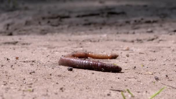 Earthworm Crawls on Wet Sand in Rays the Sunlight. Close up. Zoom — Stock Video