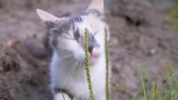 Gato tricolor sin hogar comiendo jugosa hierba medicinal verde al aire libre. De cerca. — Vídeos de Stock