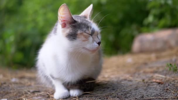 Um gato tricolor sem-teto sonolento senta-se em grama seca em um fundo de floresta borrada — Vídeo de Stock
