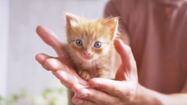 Un hombre desconocido sostiene un pequeño gatito de jengibre esponjoso en las palmas. 4K. De cerca. — Vídeos de Stock