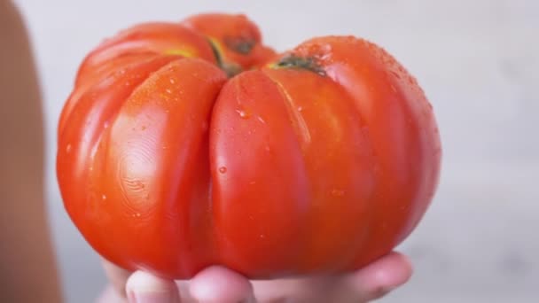 Las manos femeninas rotan un enorme tomate rojo maduro genéticamente modificado. 4K. De cerca. — Vídeos de Stock