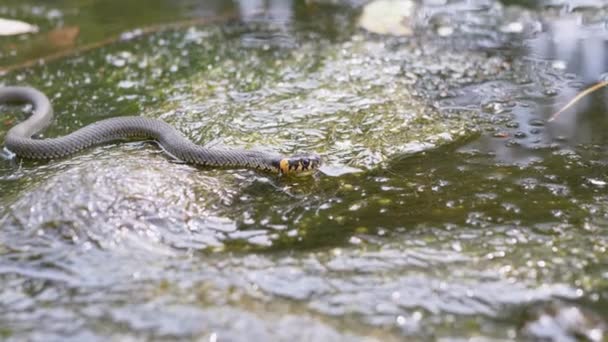Ungiftige Schlange mit gelben Ohren schwimmt in einem überwucherten Pool auf Beutesuche — Stockvideo