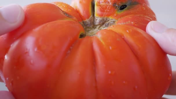 女性の手は遺伝的に変更された巨大な赤、熟したトマトを回転させます。4K 。閉じろ! — ストック動画