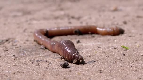 Earthworm kruipt op Wet Sand in Rays the Sunlight. Sluit maar af. Zoom — Stockvideo