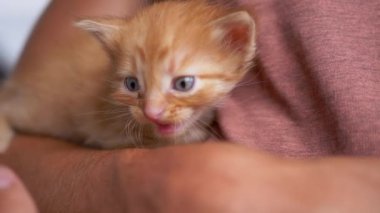 Meçhul bir erkek, küçük tüylü bir Ginger Kitten 'ı kollarında tutuyor. Yavaş çekim