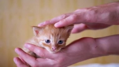 Erkek Tutma, Palms 'da Küçük Yumuşak Fluffy Ginger Kediciği Okşama. Kapat.