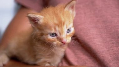Meçhul bir erkek, küçük tüylü bir Ginger Kitten 'ı kollarında tutuyor. Yavaş çekim