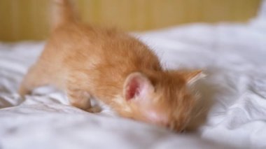 Küçük bir Yeni Doğmuş Fluffy Ginger Kedi Yavrusu Yatakta Yürür, Etrafa Bakar. Kapat.