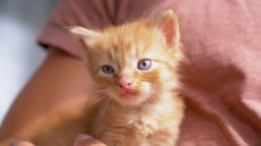 Meçhul bir erkek kucağında küçük tüylü bir kedi yavrusu tutuyor, okşuyor onu. Kapat