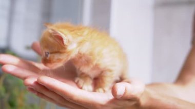Meçhul bir erkek, Palms 'da küçük tüylü bir Ginger Kedisi tutuyor. 4 bin. Kapat.