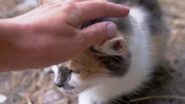 Gönüllü El Ormanda Evsiz Üç Renkli Kedi Okşuyor. 4K