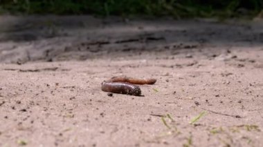 Güneş Işığındaki Solucan Islak Kum 'da Sürünüyor. Kapatın. 4K