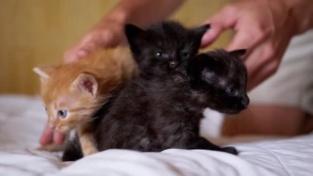 Un macho está jugando con tres gatitos recién nacidos pequeños. Movimiento lento — Vídeo de stock