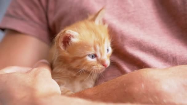 Un hombre desconocido sostiene un gatito de jengibre esponjoso pequeño en brazos, lo acaricia. Cierre — Vídeos de Stock