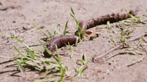 Зоряний черв'як повзає на вологому піску травою в променях сонячного світла. 4K. крупним планом — стокове відео