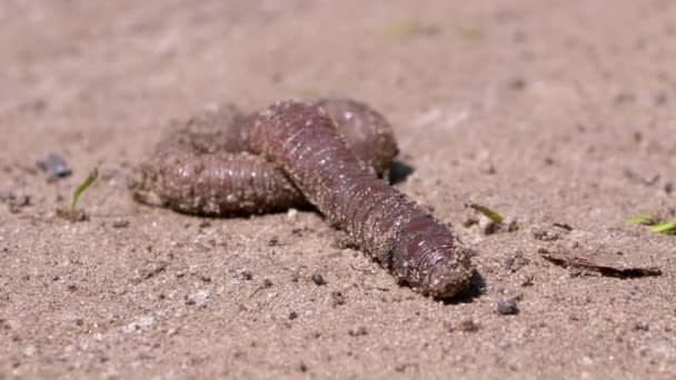 Earthworm Crawls on Wet Sand in Rays the Sunlight. Close up. Zoom — Stock Video