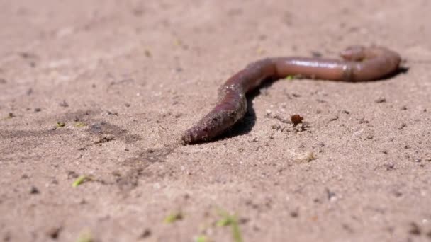 Earthworm Crawls on Wet Sand in Rays the Sunlight (en inglés). De cerca. 4K — Vídeos de Stock