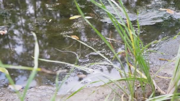 Неядовитая змея с жёлтыми ушами плавает в заросшем пруду в поисках добычи — стоковое видео