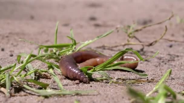 Le ver de terre rampe sur le sable humide par l'herbe dans Rayons la lumière du soleil. Zoom. Gros plan — Video