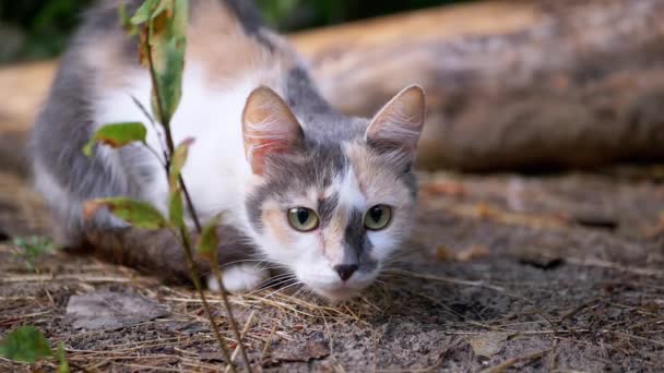 Ένας άστεγος Tricolor άγρια γάτα κυνηγά στο δάσος για τη φύση. Αργή κίνηση — Αρχείο Βίντεο