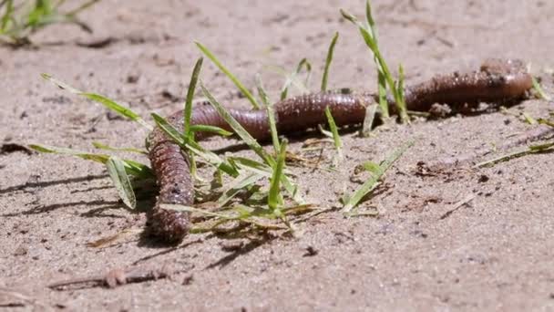 Earthworm Crawls on Wet Sand by Grass in Rays the Sunlight. Zoom. Close up — Vídeo de Stock