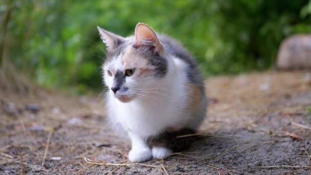 A Tired Homeless Tricolor Cat Sits in Dry Grass on a Blurred Woods Background — Stockvideo