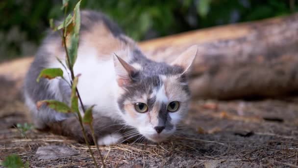 Безпритульний триколірний дикий кіт полює в лісі на природу. Повільний рух — стокове відео