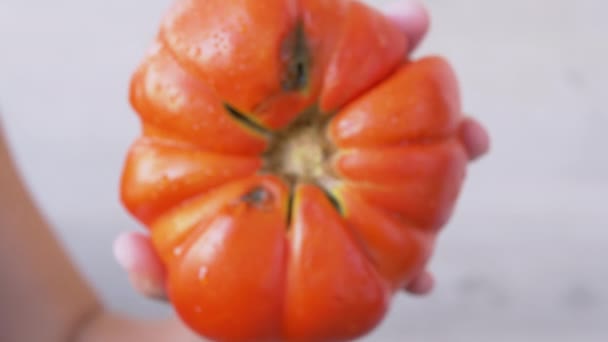 Женские руки вращает генетически модифицированный огромный красный, спелый помидор. 4К. Закрыть — стоковое видео