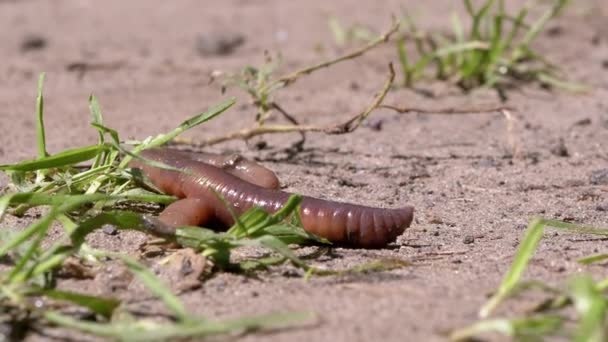 Earthworm kruipt op Wet Sand by Grass in Rays the Sunlight. Zoom uit. Sluiten. — Stockvideo