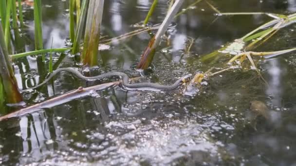 Non-Venomous Snake with Yellow Ears Swims in an Overgrown Pond, Looking for Prey — 图库视频影像