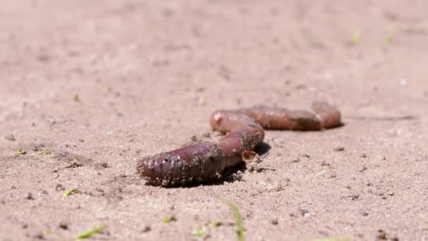 Earthworm Crawls on Wet Sand in Rays the Sunlight. Close up. Zoom
